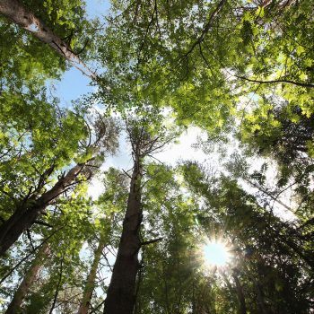 STTK:n puheenjohtaja Antti Palola: Suomalainen metsänhoito voi olla yhtä aikaa tehokasta ja kestävää